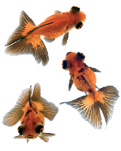 Poisson